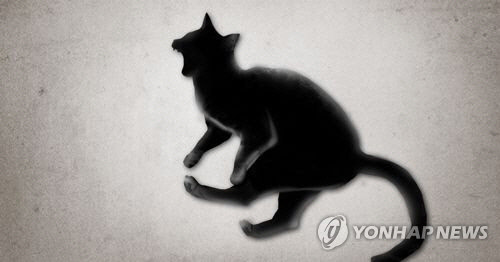고양이 동물학대 (PG)[연합뉴스]